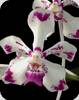 Vanda luzonica